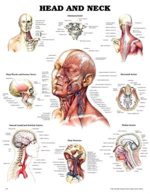 anatomical drawing reference